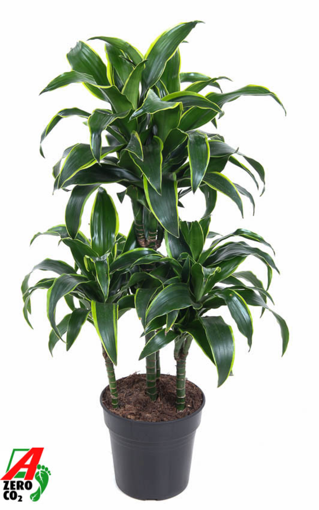 Dracaena Dorado 45-carrousel.