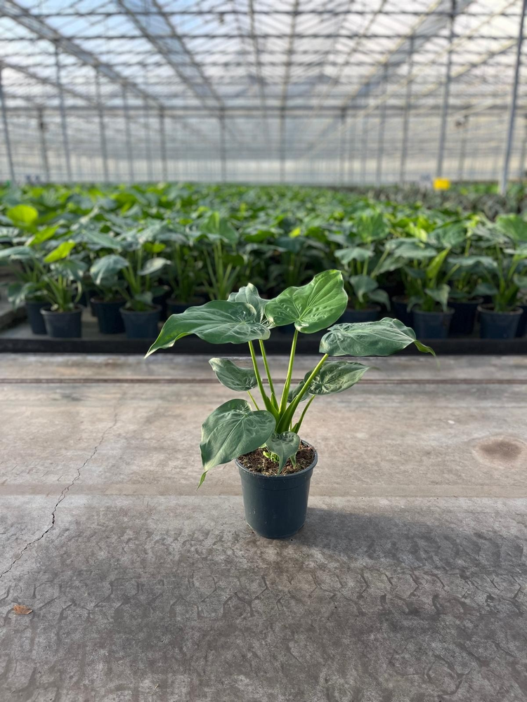 Alocasia Cucullata.