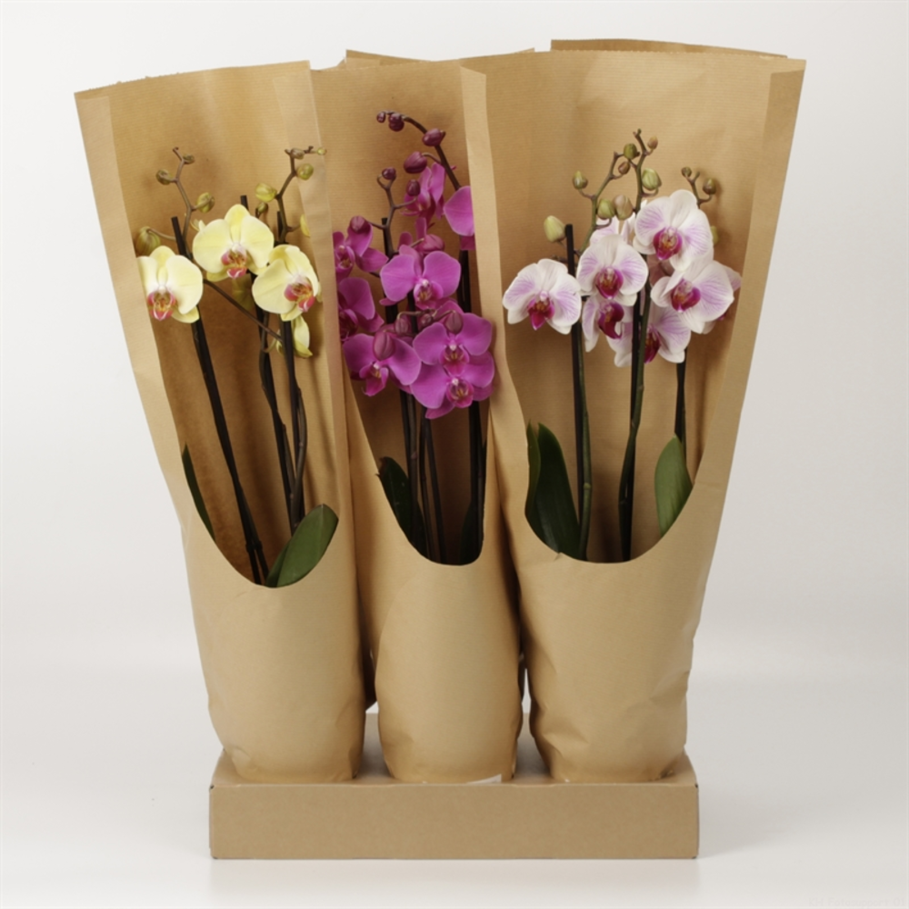 Phalaenopsis gemengd 3 tak gemengd ECO.