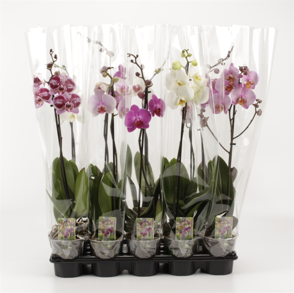 Phalaenopsis gemengd 1 tak 9+ gemengd.