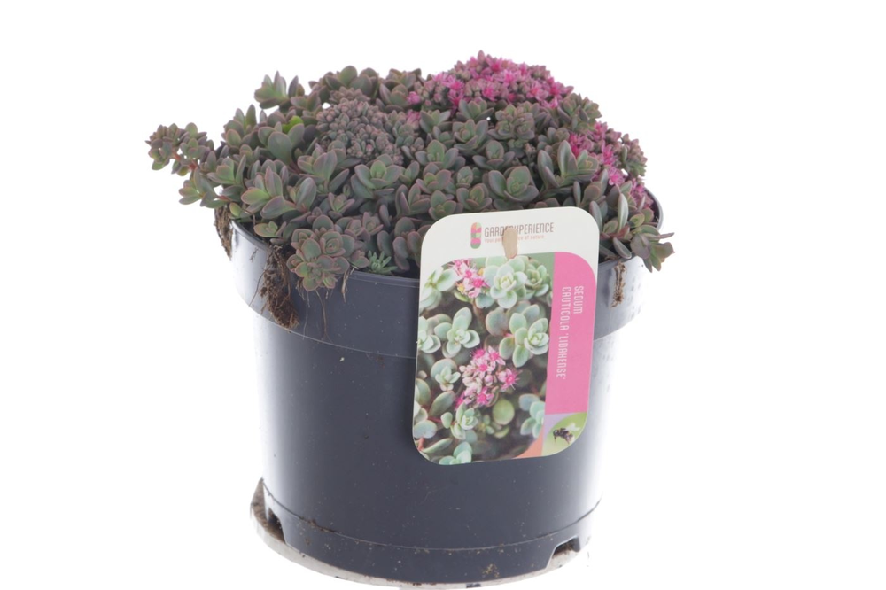 Sedum cauticola Lidakense.