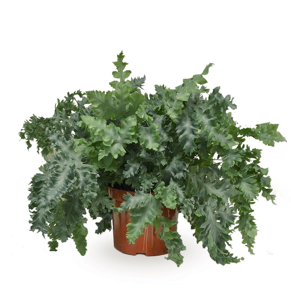 Phlebodium Davana.