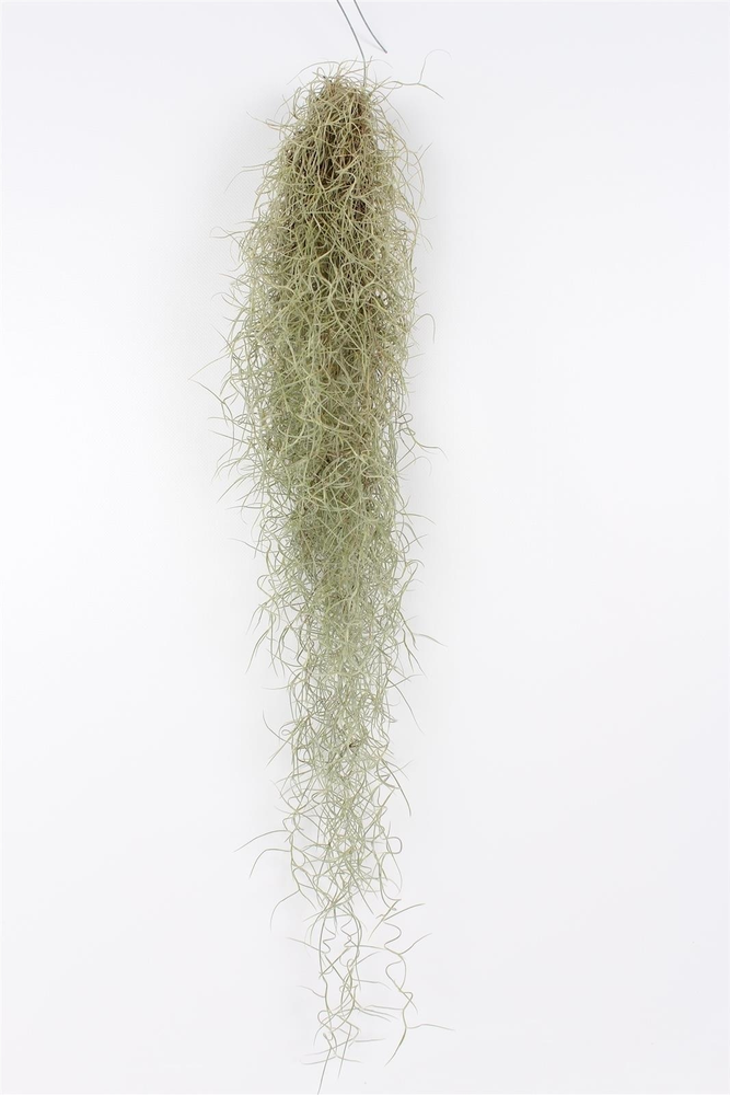Tillandsia 50 cm.