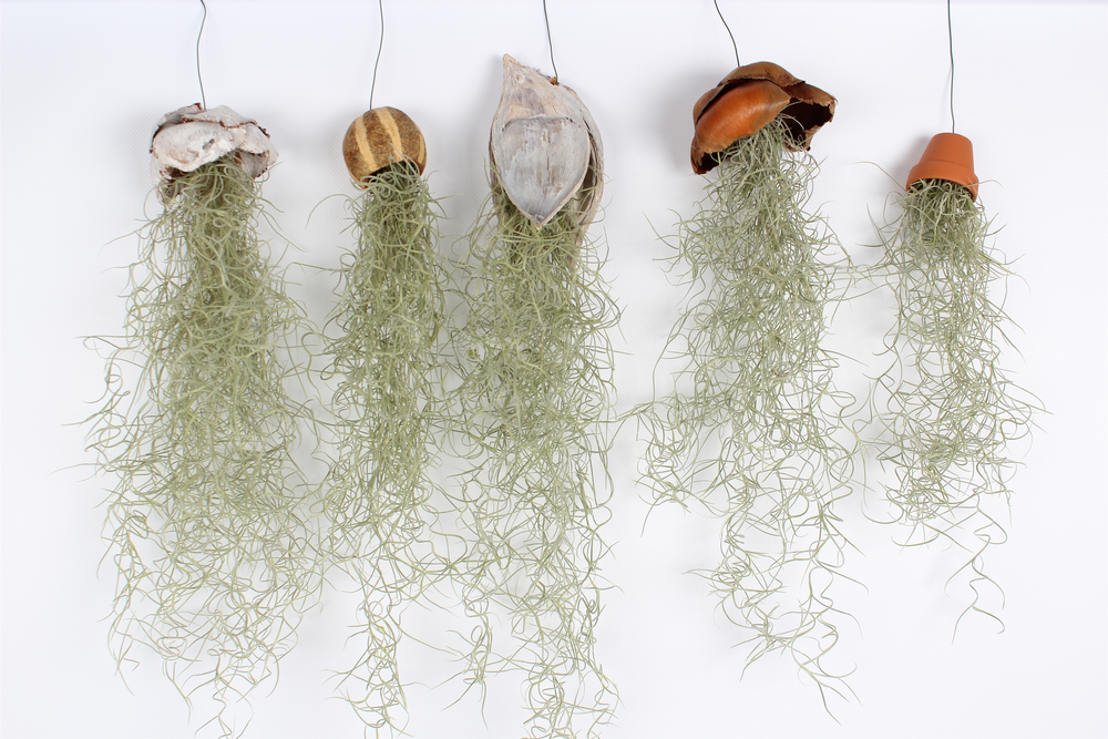 Tillandsia mix.