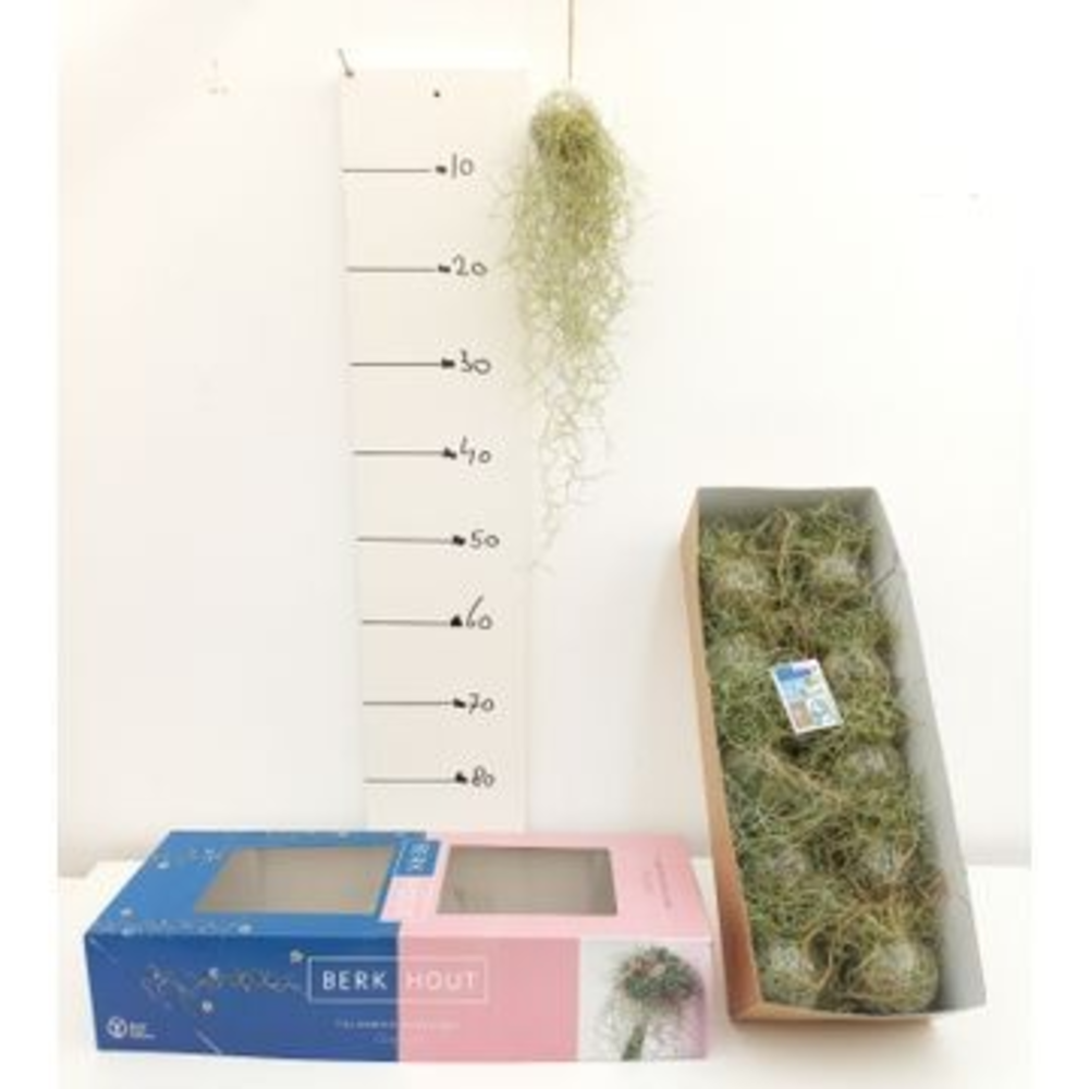 Tillandsia in bol glas.
