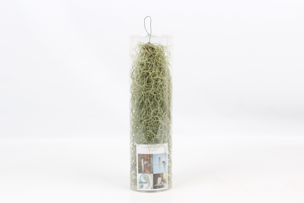 Tillandsia in koker.