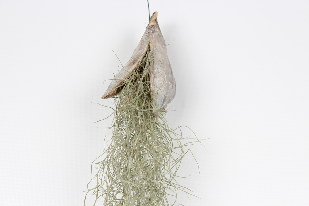 Tillandsia penca white wash.