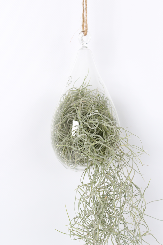 Tillandsia in ovaal glas.