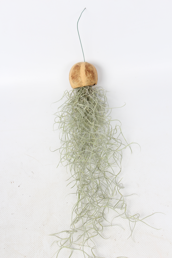 Tillandsia in een Pumpkin Bellcup.