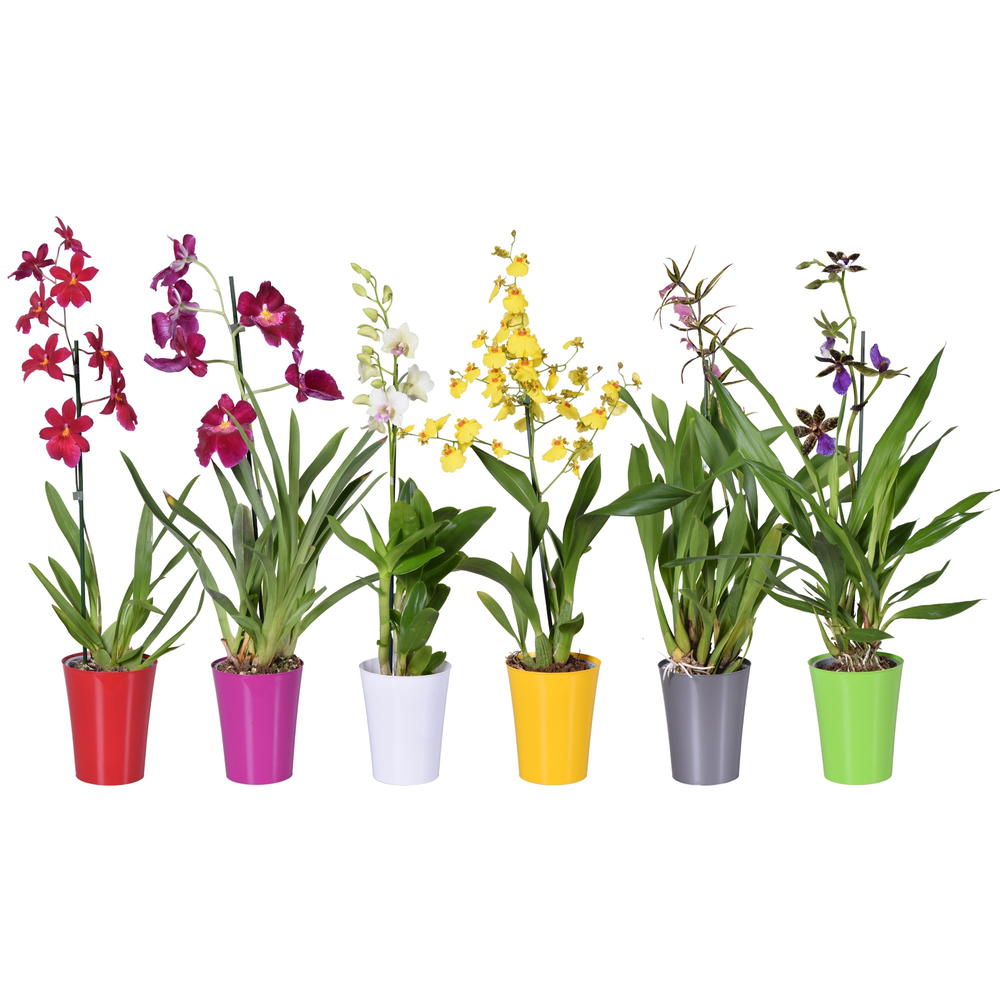 Orchideeën mix 1 tak 12 cm met gekleurd plastic po.