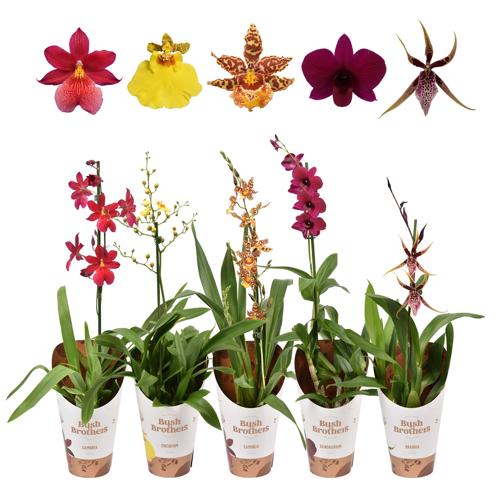 Orchideeën mix 1 tak 12 cm.