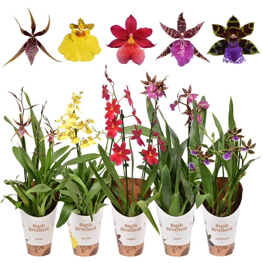 Orchideeën mix 2 tak.