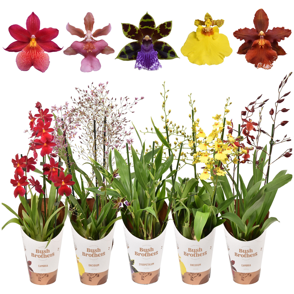 Orchideeën mix 3 tak 12 cm.