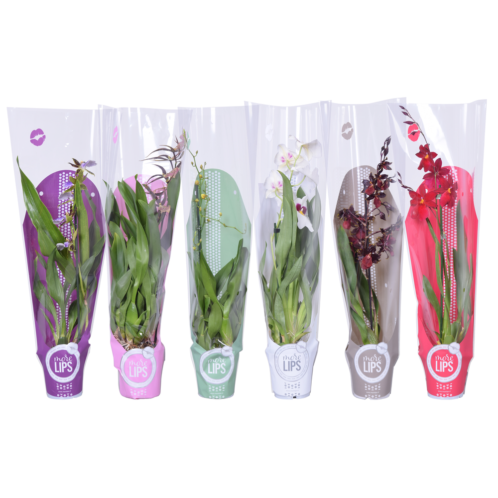 Morelips® Orchideeën Mix 1 tak met gekleurde showh.