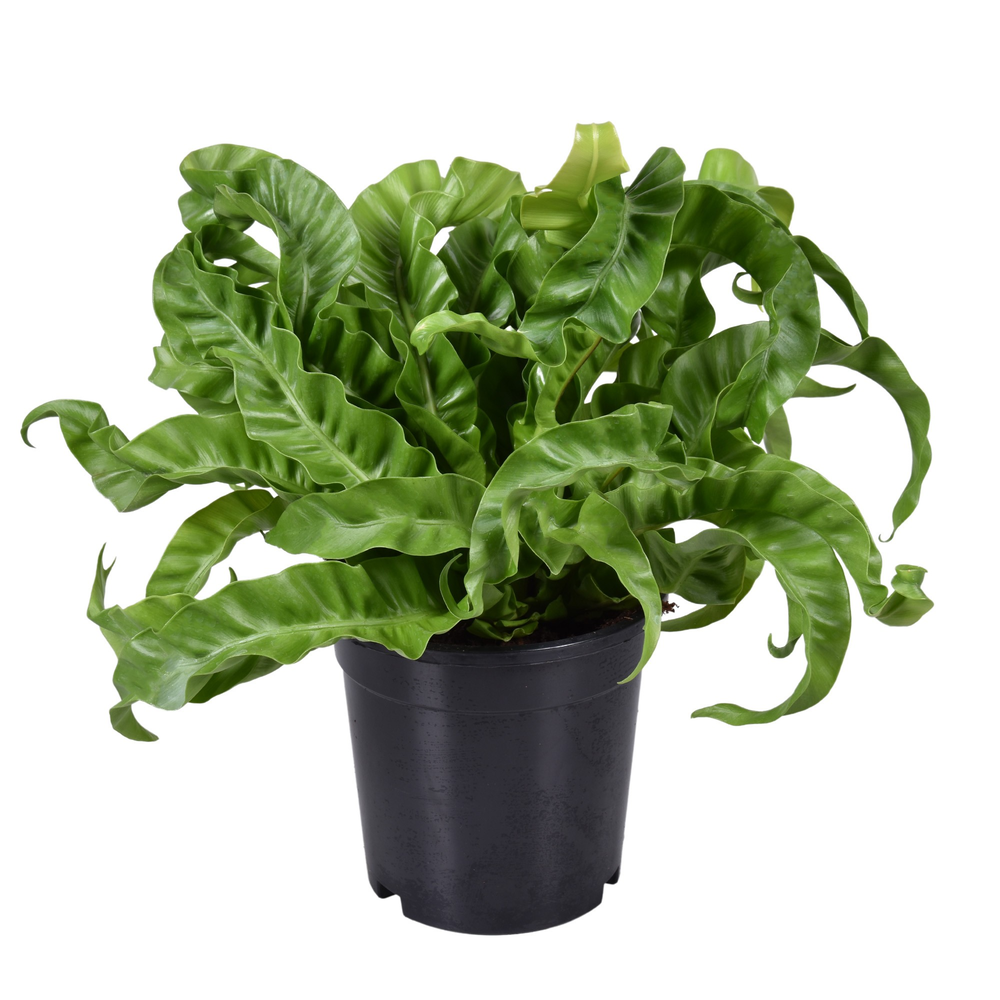 Asplenium Hurricane.