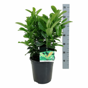 Prunus laur. 'Etna'.