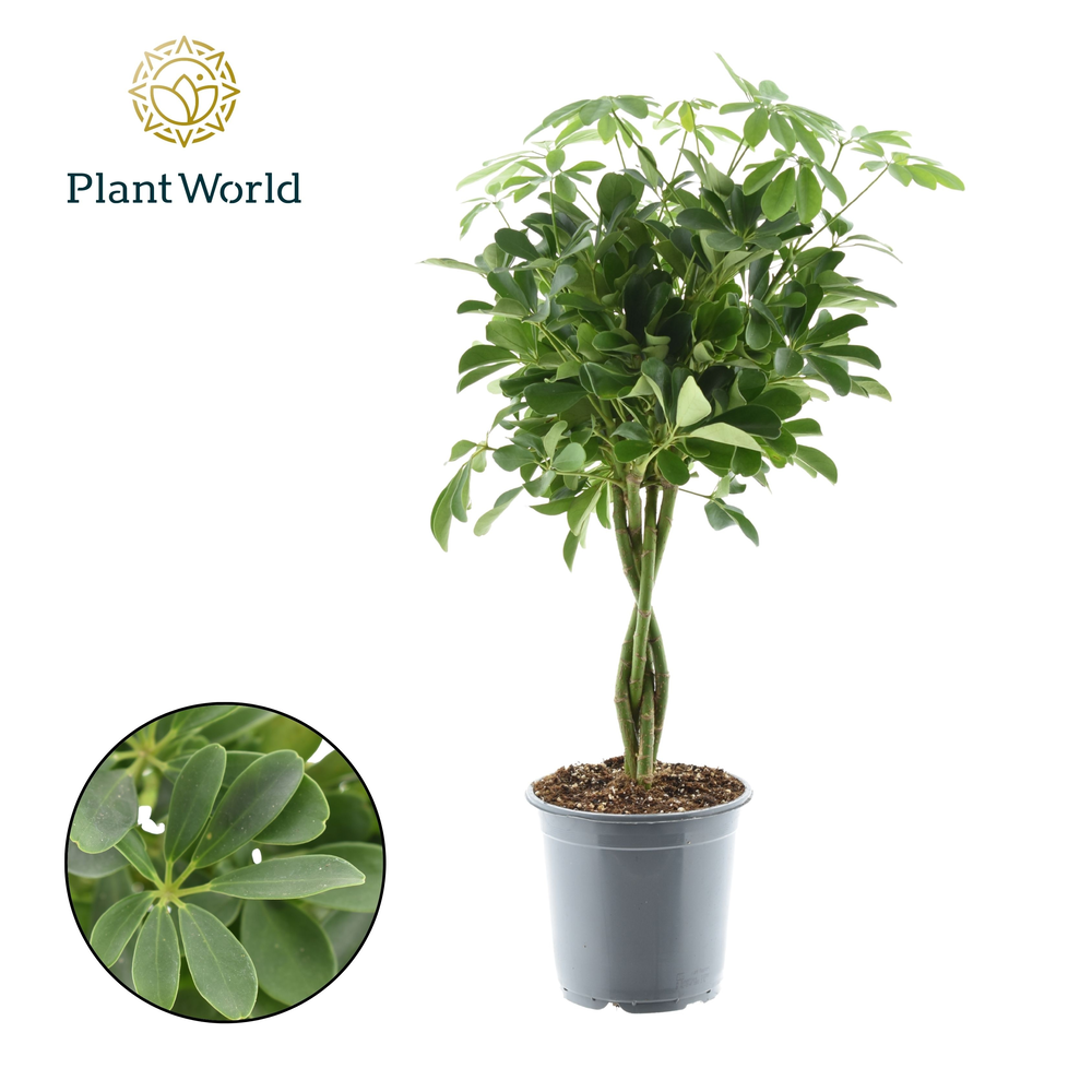 Schefflera Compacta (Nora) gevlochten stam.