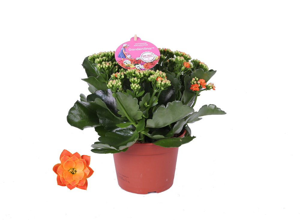 Grdn 15 ORAN - Kalanchoe Gardenlina oranje 15cm.