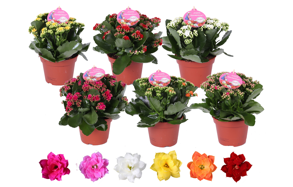 Grdn 15 MIX - Kalanchoe Gardenlina mix 15cm.