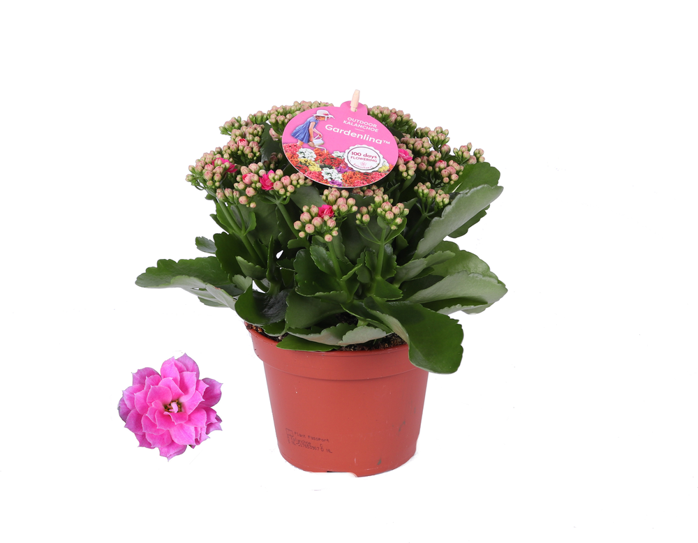 Grdn 15 ROZE - Kalanchoe Gardenlina roze 15cm.