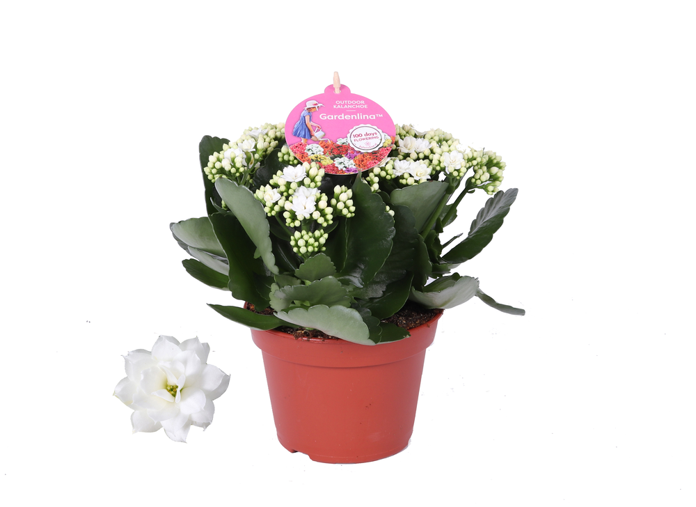 Grdn 15 WIT - Kalanchoe Gardenlina wit 15cm.
