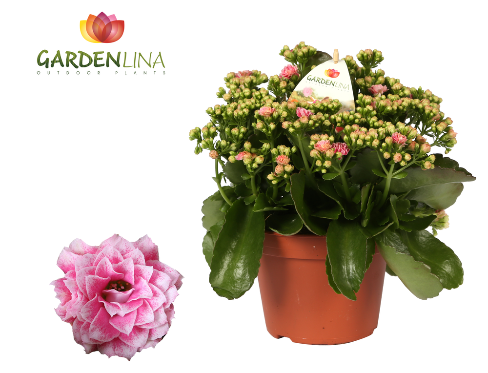 Grdn 15 WTRZ - Kalanchoe Gardenlina witroze 15cm.