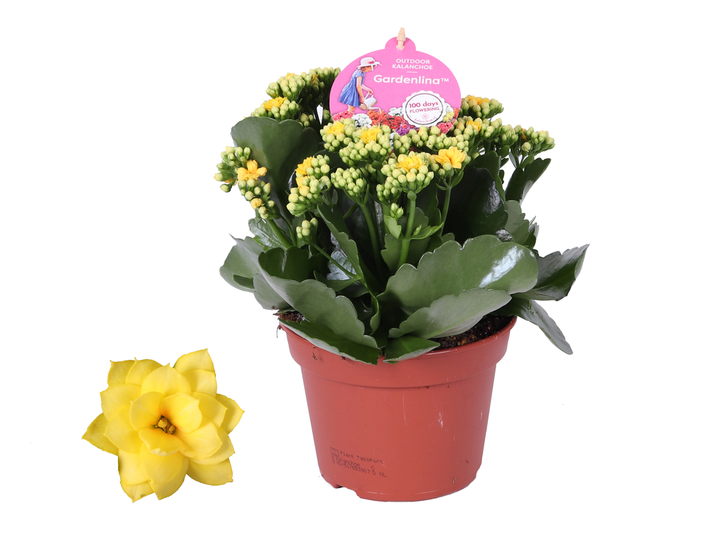 Grdn 15 GEEL - Kalanchoe Gardenlina geel 15cm.