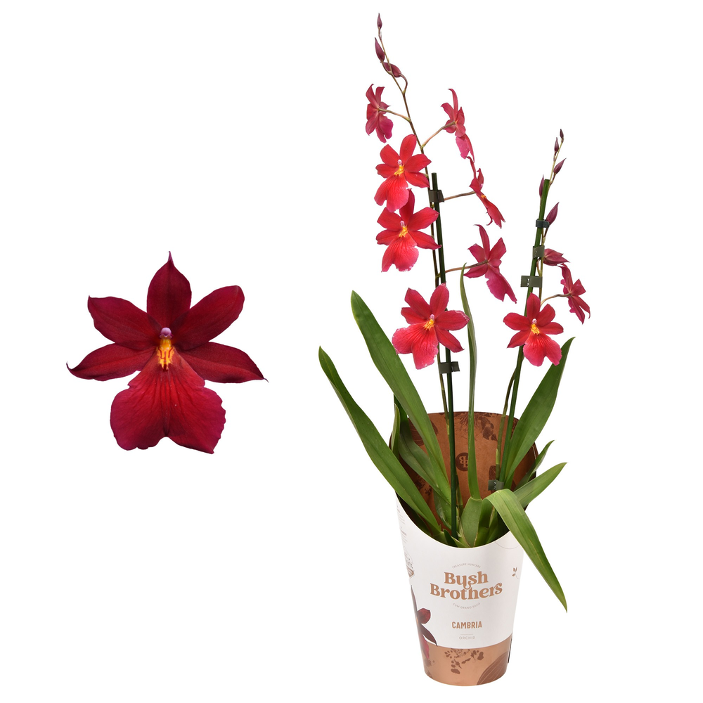 Cambria 'Nelly Isler' Red Velvet 2 tak 12 cm.