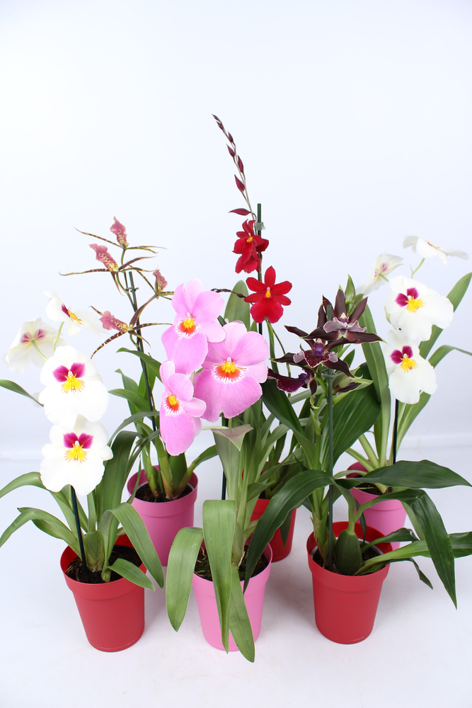 Orchideeën mix 1 tak met rode en roze kunstof pot.