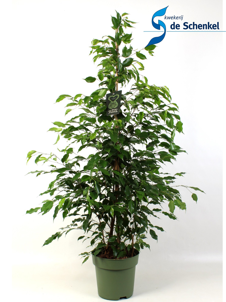 Ficus benjamina Exotica.