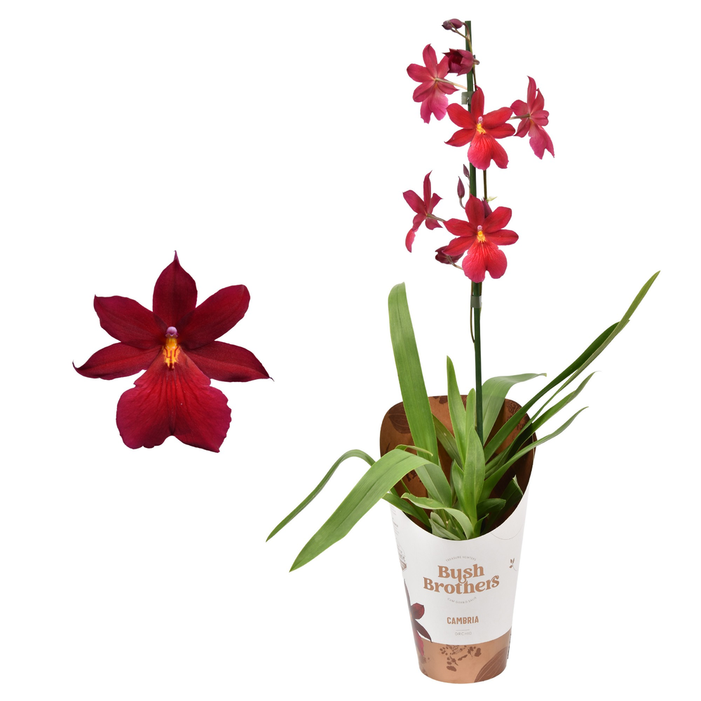Cambria 'Nelly Isler' Red Velvet 1 tak 12 cm.
