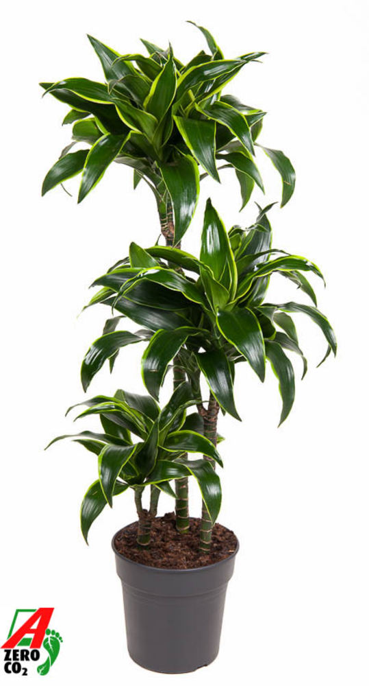Dracaena Dorado 60-30-15.