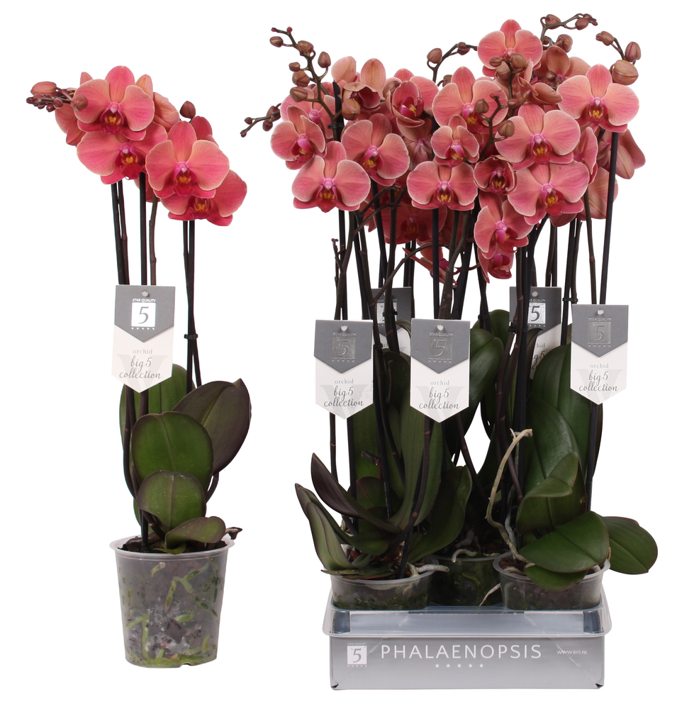 Phalaenopsis Narbonne, 3-spike 22+.