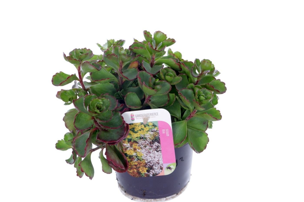 Sedum spurium Purple winter.