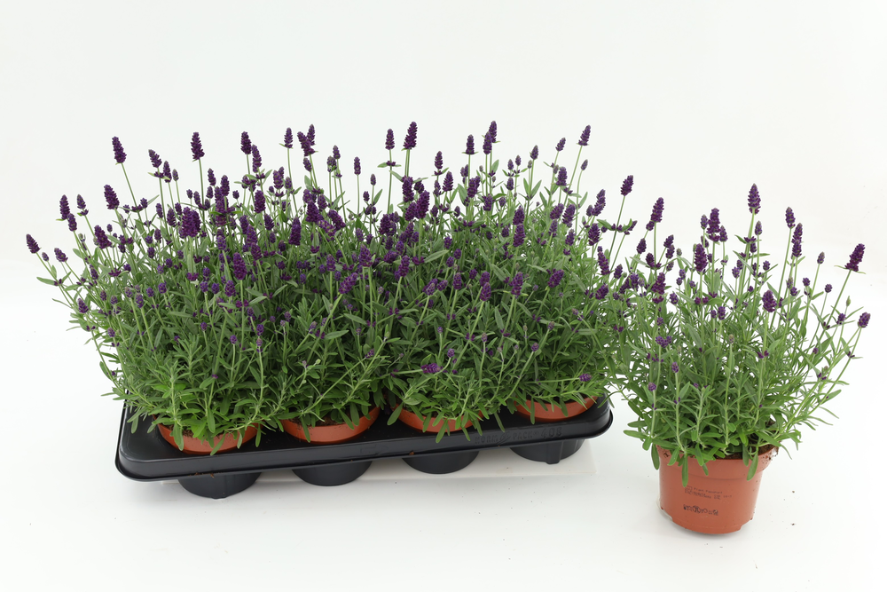 Lavandula Ang. Blue.