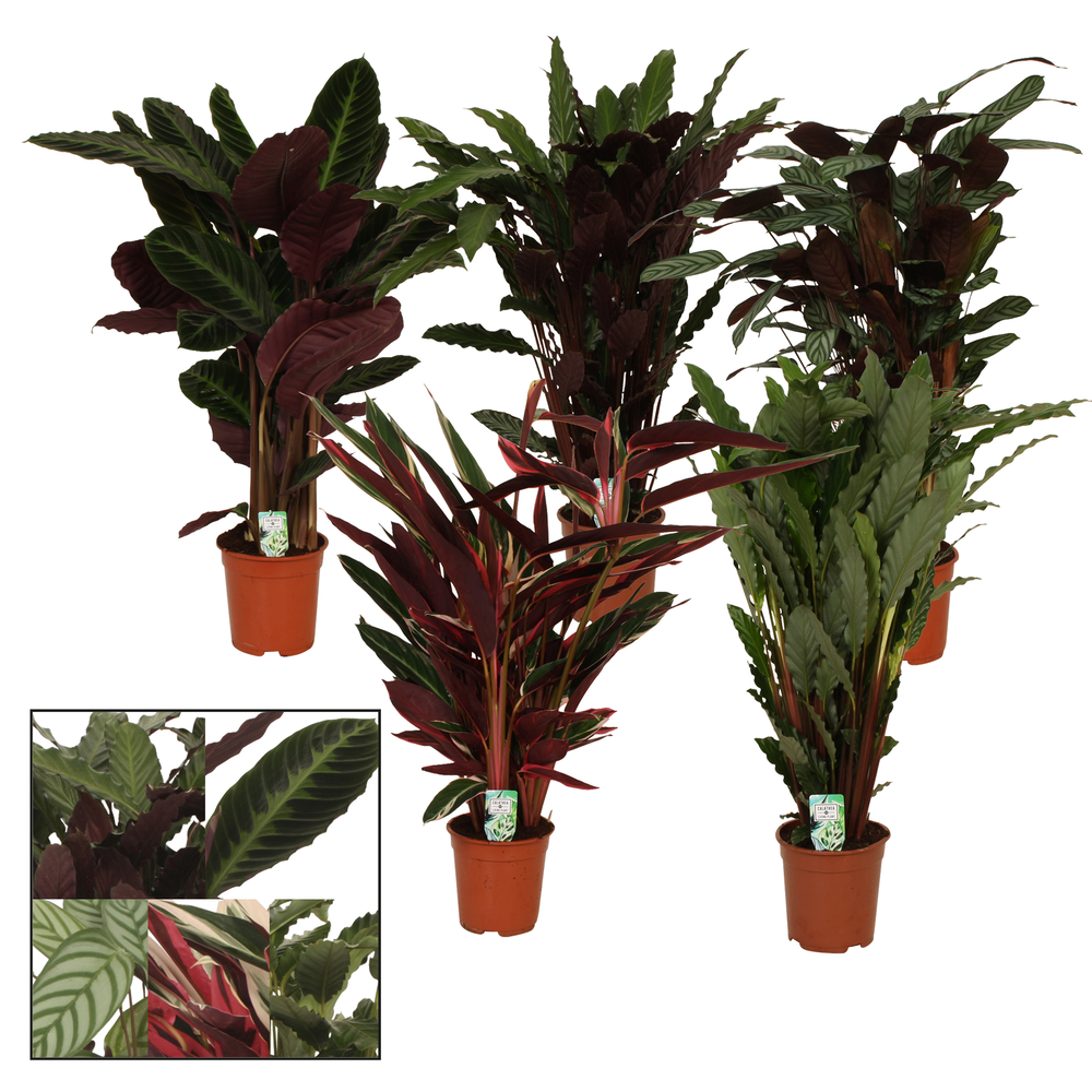 Calathea 21cm gemengd.