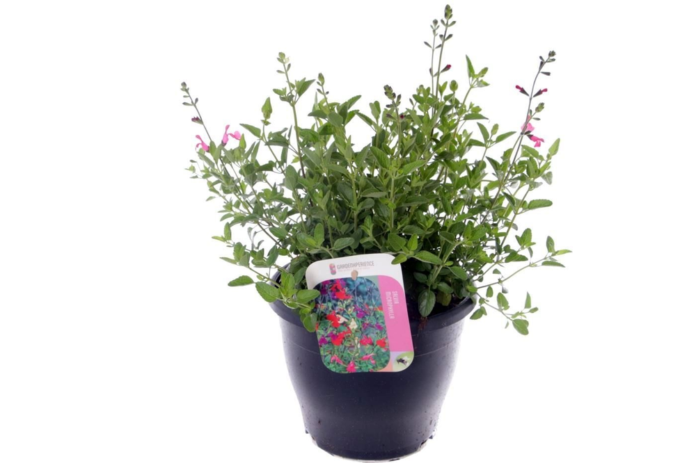 Salvia microphylla Pink Lips jeremy.