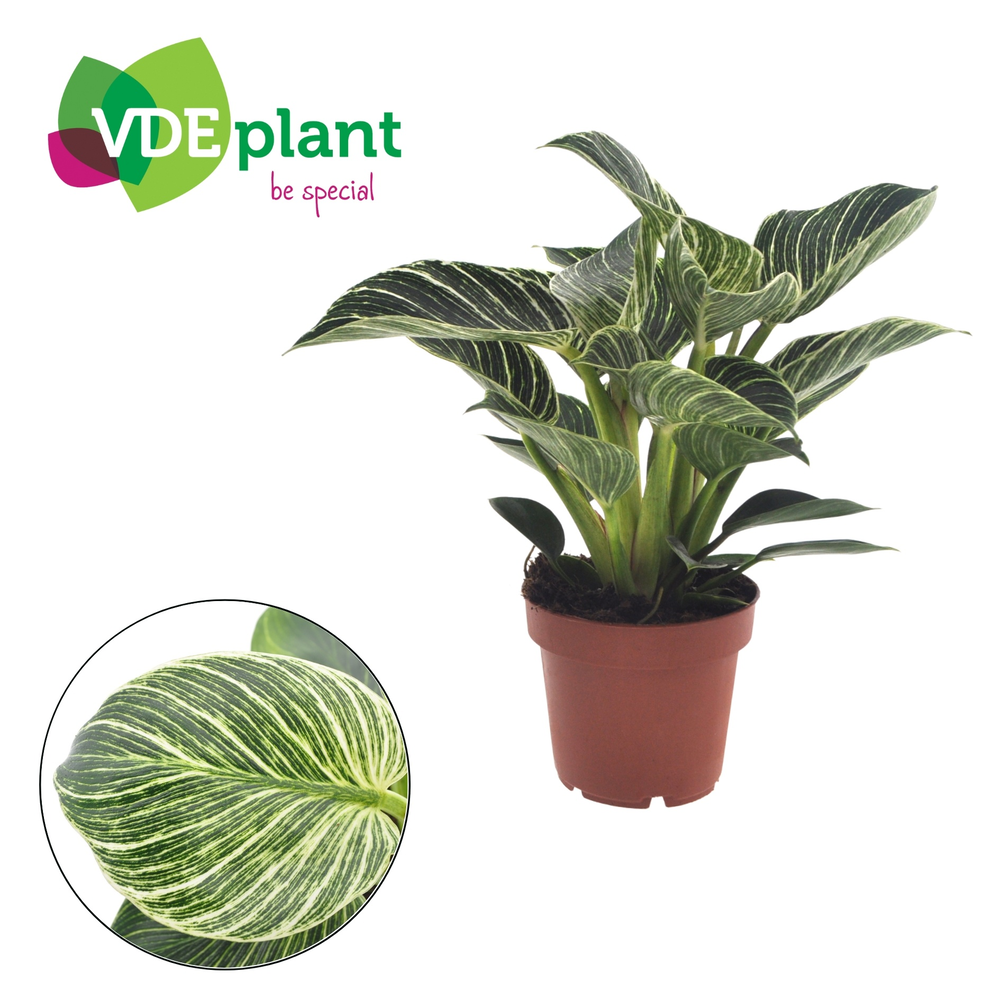 Philodendron White Wave.