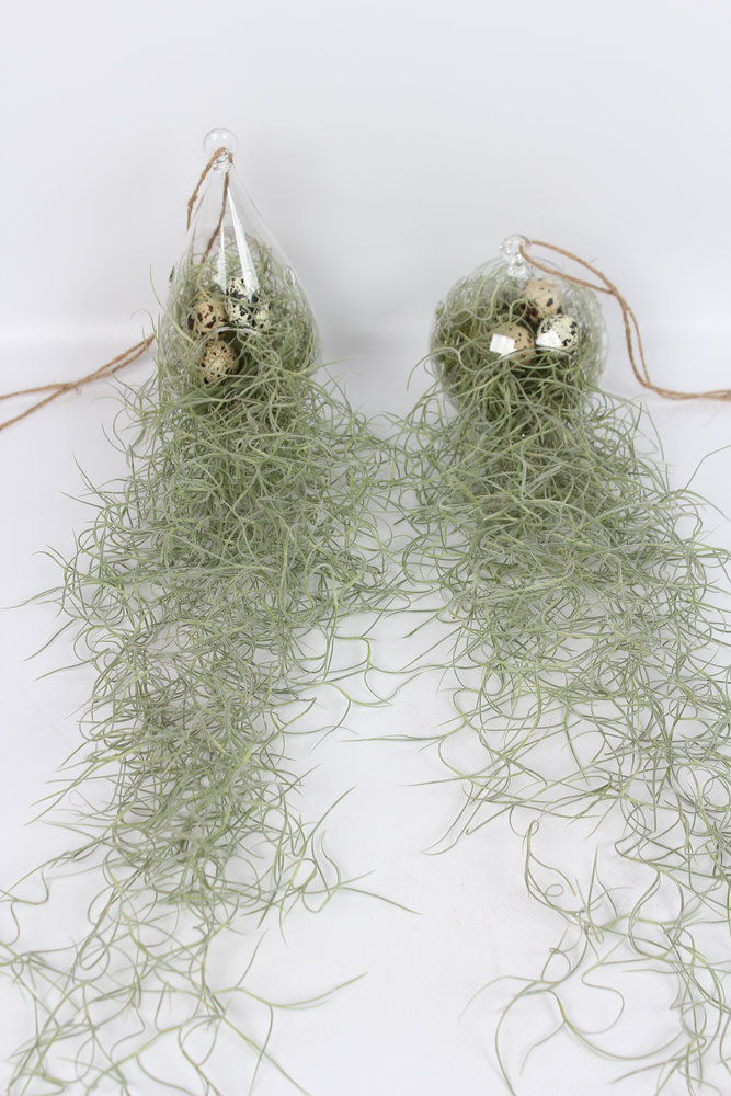 Tillandsia in ovaal en bol glas.