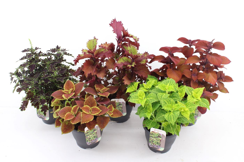 Coleus Mix.
