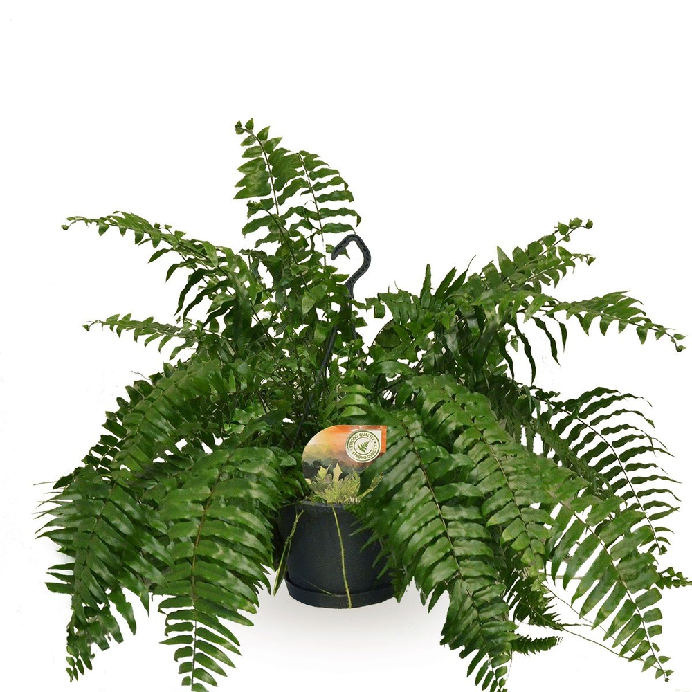 Nephrolepis Macho.