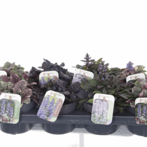 Ajuga reptans mix tray.
