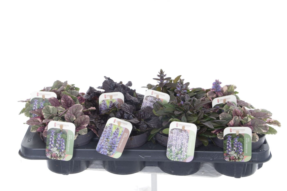 Ajuga reptans mix tray.