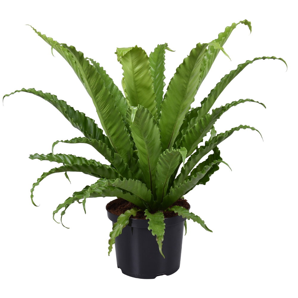 Asplenium Osaka.