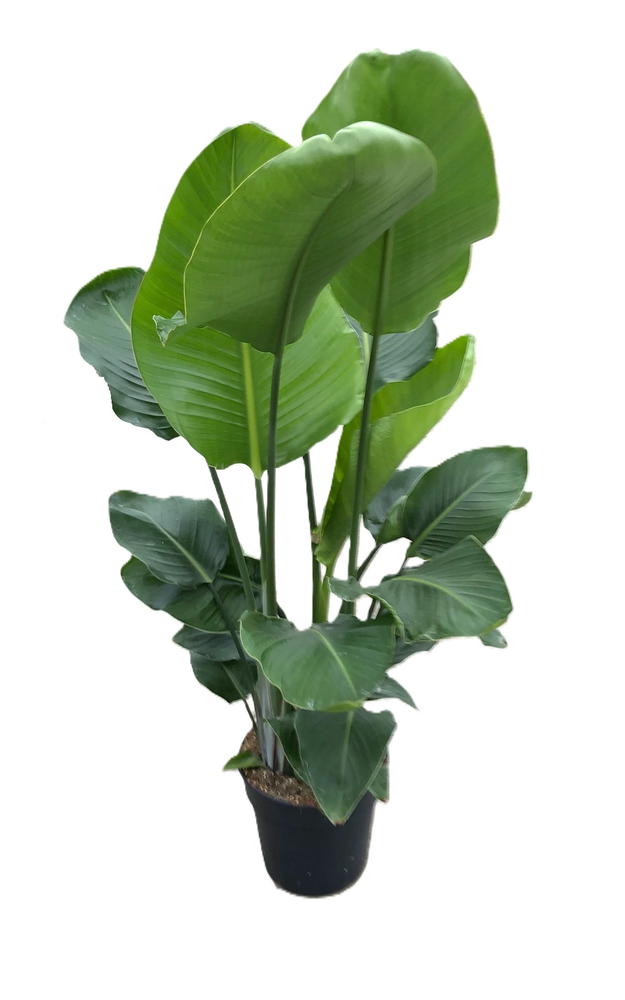 Strelitzia nicolaï.
