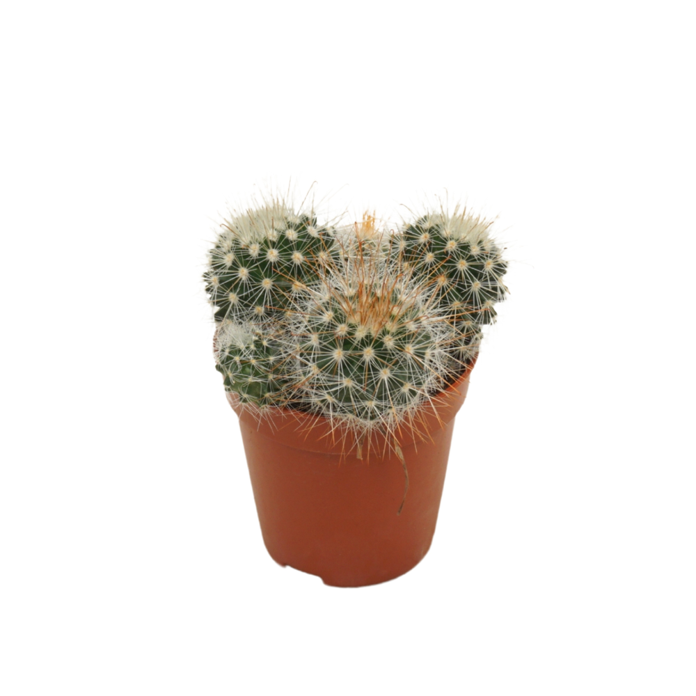 Mammillaria spinosissima 5,5 cm.