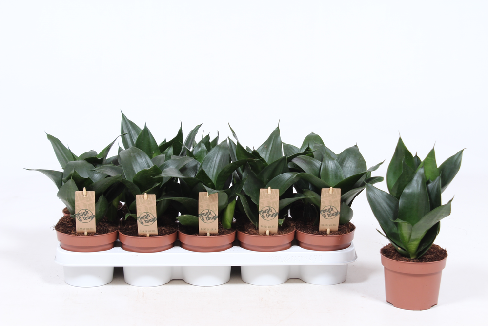 Sansevieria Hahnii Black.