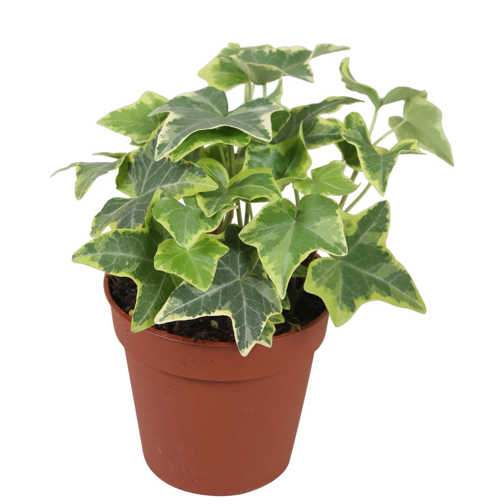 Hedera helix Gold Child.