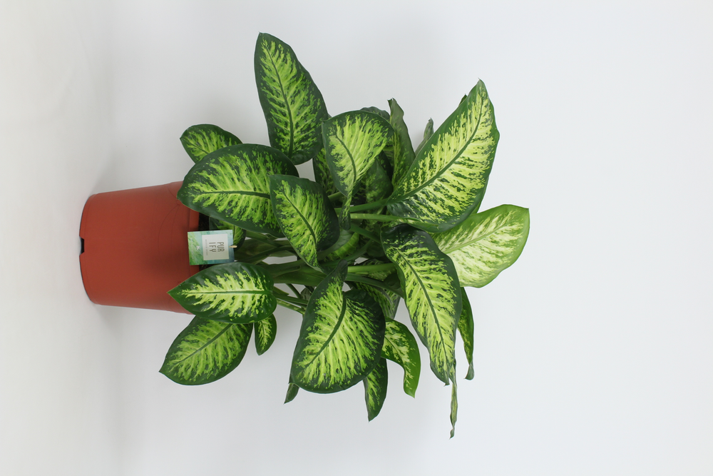 Purify Dieffenbachia Lemon Tropic 35 cm.