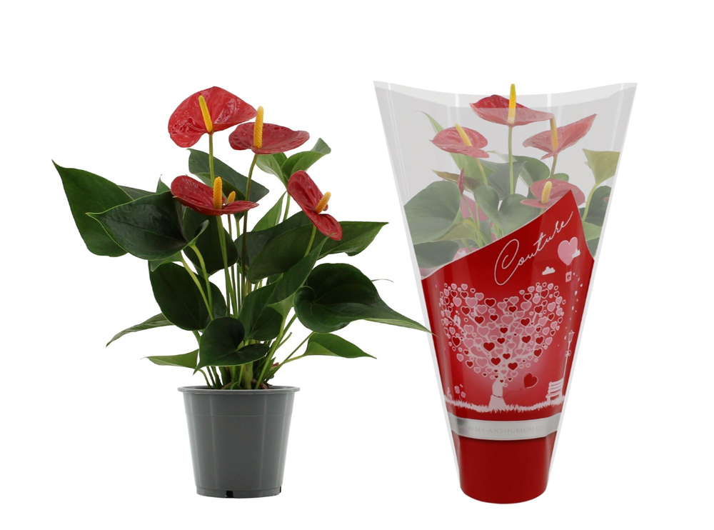 Anthurium Success Red in Couture hearts sleeve.